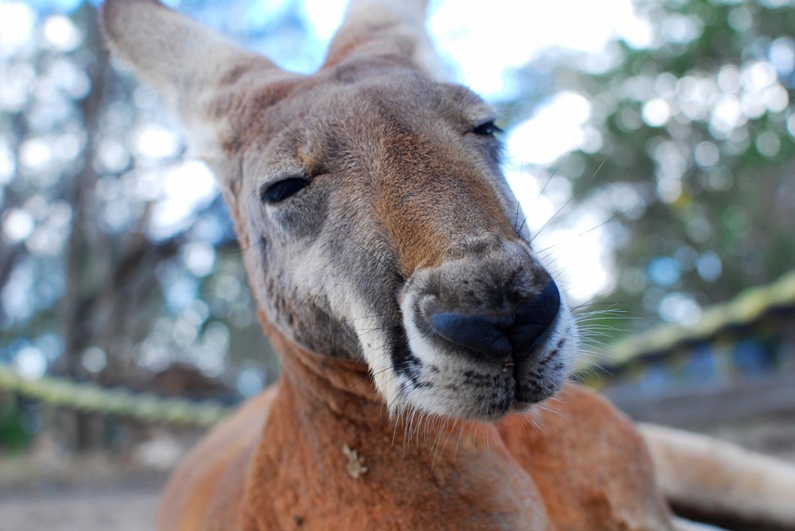 how high can a red kangaroo jump.jpg